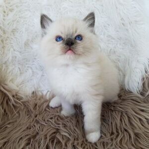 Ready Raised Ragdoll Kittens available | PostAds PH