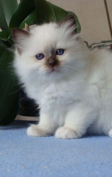 Happy Raised Ragdoll Kittens available