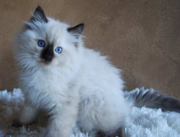 10 weeks old Raised Ragdoll Kittens available