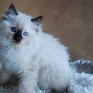10 weeks old Raised Ragdoll Kittens available | PostAds PH