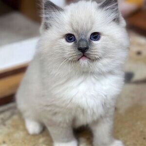 Male and Female Raised Ragdoll Kittens available | PostAds PH