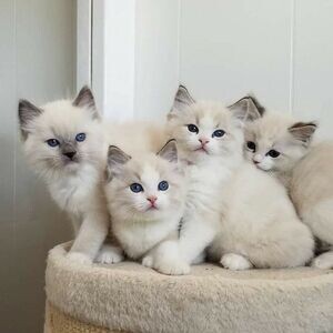 Breeding Raised Ragdoll Kittens available | PostAds PH