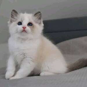 Pedigreed Raised Ragdoll Kittens available | PostAds PH