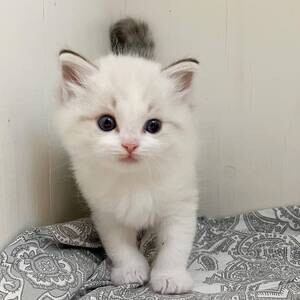 seeking new homes Raised Ragdoll Kittens | PostAds PH