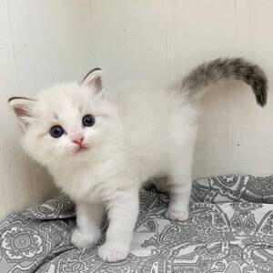 Registered Raised Ragdoll Kittens available | PostAds PH