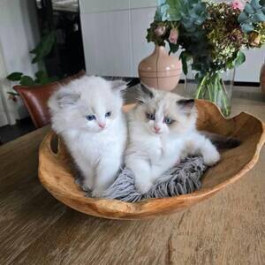 Great Raised Ragdoll Kittens available | PostAds PH