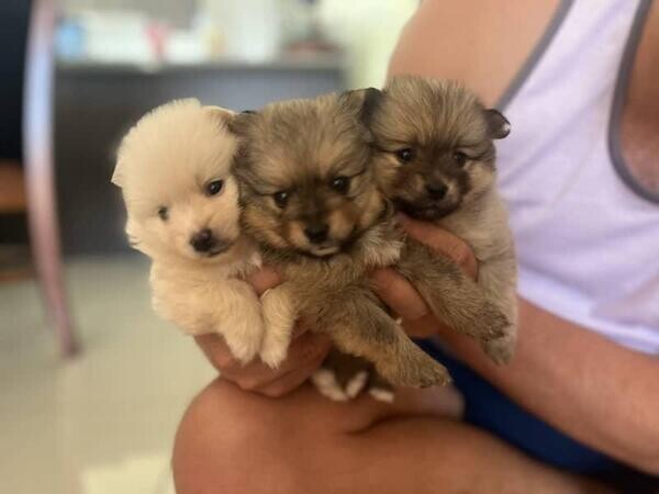 Small pomeranian puppies needs adoption