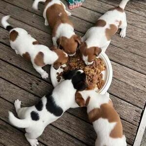 Vaccinated jack russell terrier puppies for adoption | PostAds PH