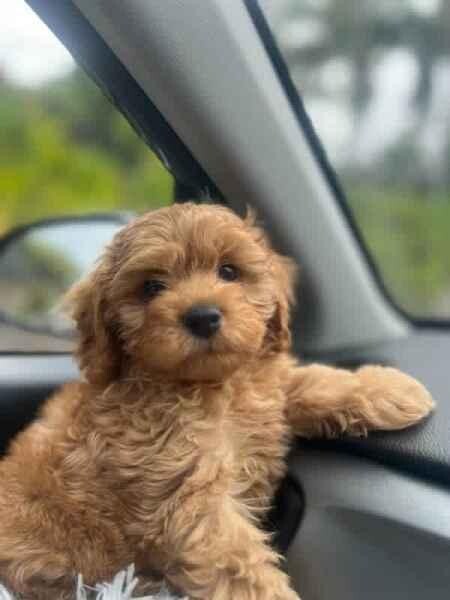 Adorable Cavoodle Puppies! Ready to go to the homes this weekend!