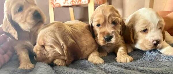 vet checked cocker spaniel puppies for adoption