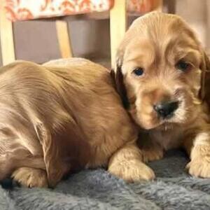 vet checked cocker spaniel puppies for adoption | PostAds PH