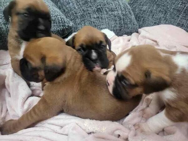Beautiful boxer puppies available for forever, loving home's