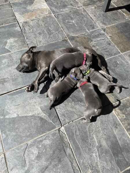 Blue english staffordshire bull terrier puppies for adoption