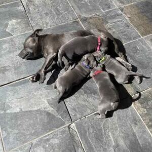 Blue english staffordshire bull terrier puppies for adoption | PostAds PH
