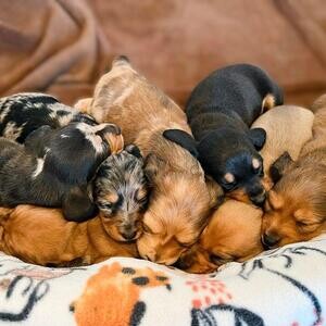 Long-hair miniature dachshund puppies for adoption | PostAds PH