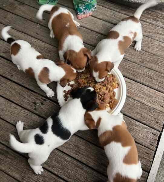 Vaccinated jack russell terrier puppies for adoption