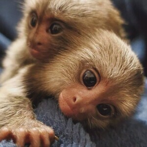 Home-Raised Marmoset Monkeys for Sale..viber :+639463422605) | PostAds PH