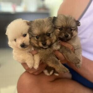 These adorable puppies pomeranian puppies needs adoption | PostAds PH
