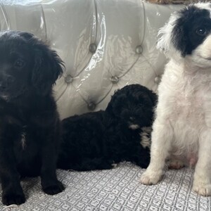 Cockapoo puppies looking for forever home...viber :+639463422605) | PostAds PH