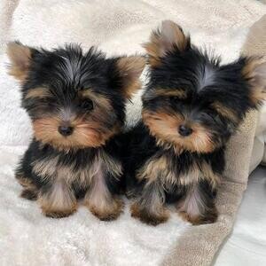 Well socialized little Yorkie Puppies..viber :+639463422605) | PostAds PH