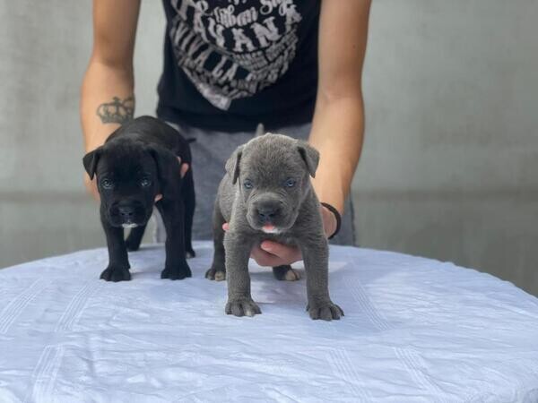 World Champion Cane Corso Puppys For Sale  ..viber :+639463422605)