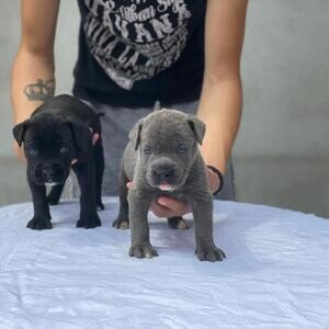 World Champion Cane Corso Puppys For Sale ..viber :+639463422605) | PostAds PH