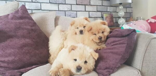 Beautiful Red Kc Reg Chow Chow  Puppies ..viber :+639463422605)
