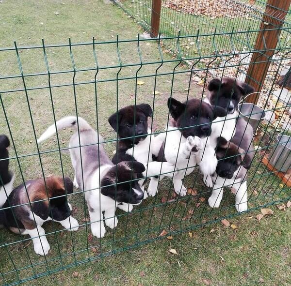 American Akita Puppies X5 Champions..viber :+639463422605)