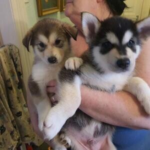 Stunning Kc Reg Alaskan Malamute ..viber :+639463422605) | PostAds PH