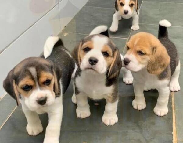 Champion Beagle Puppies..viber :+639463422605)
