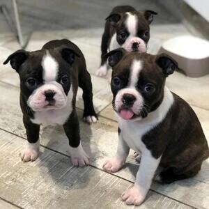 Male Blue Boston Terrier Usa Blood Line..viber :+639463422605) | PostAds PH