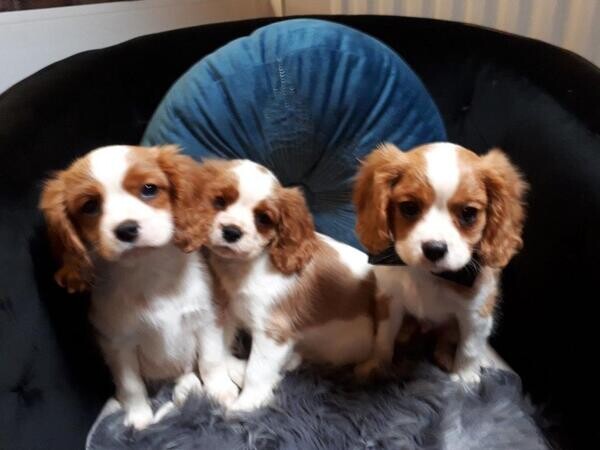 Stunning 5 Generation Pedigree King Charles Stud