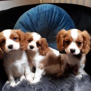 Stunning 5 Generation Pedigree King Charles Stud | PostAds PH