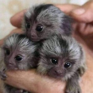 Pygmy Marmoset and capuchin Monkeys.s | PostAds PH
