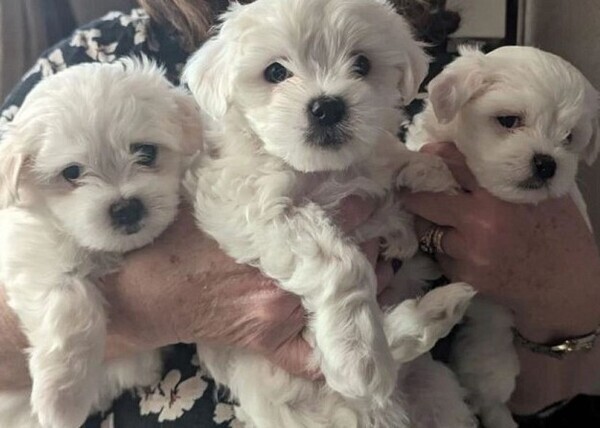 Maltese Puppies For Sale.e