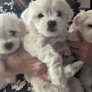 Maltese Puppies For Sale.e | PostAds PH