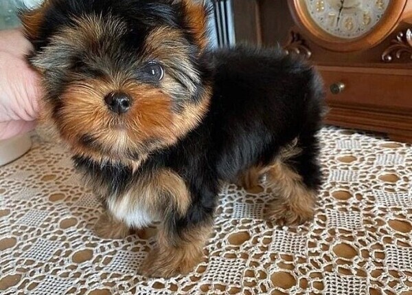 Yorkshire Terrier Puppies..e