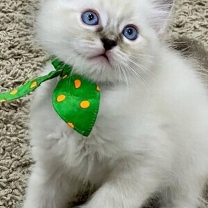 Adorable Brown Rosette Bengal Cub- Tica Reg,. | PostAds PH