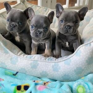 BREED: French bulldog | PostAds PH