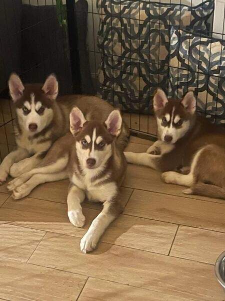 6 beautiful Husky puppies for sale