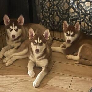 6 beautiful Husky puppies for sale | PostAds PH