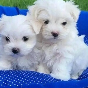 Two Teacup Maltese Puppies Needs a New Family | PostAds PH