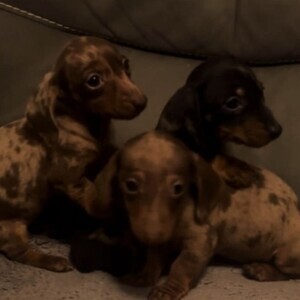 Miniature Dachshund puppies..viber :+639463422605) | PostAds PH