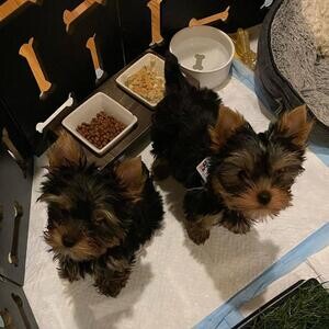 Two Adorable Yorkie puppies | PostAds PH