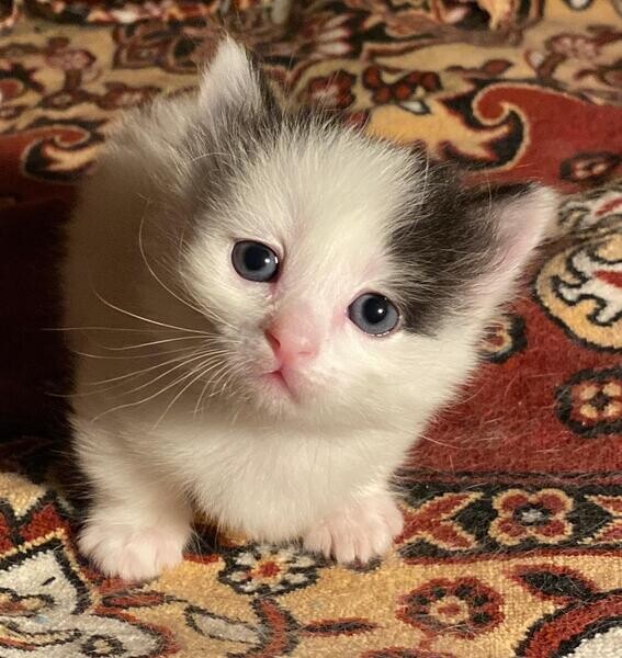 Munchkin Kittens For Sale Near Me..viber :+639463422605)