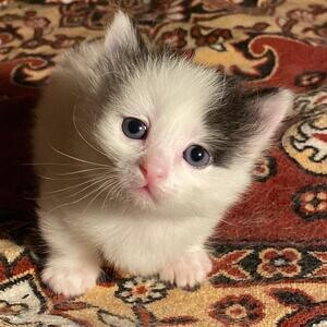 Munchkin Kittens For Sale Near Me..viber :+639463422605) | PostAds PH
