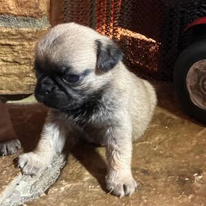 Beautiful Miniature Pugs for Sale..viber :+639463422605) | PostAds PH