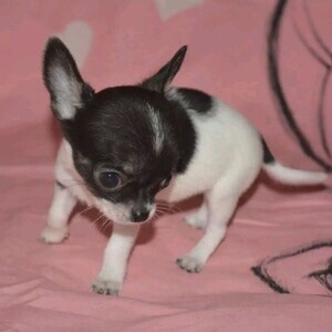 Adorable chihuahua puppies available for adoption and rehoming. | PostAds PH