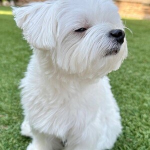 Maltese puppies available for free adoption..viber :+639463422605) | PostAds PH