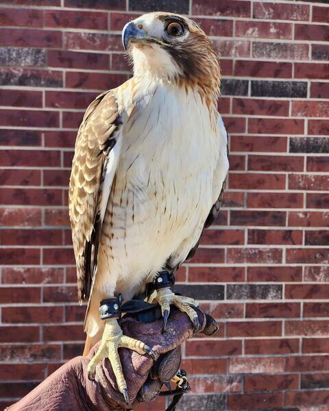  FALCON BIRDS   